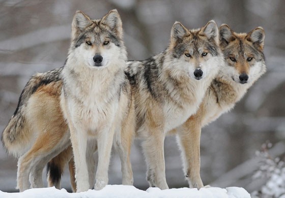 wolves