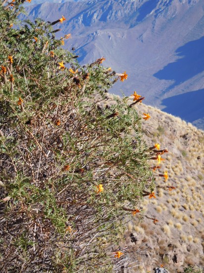 canon colca alias Santiago M