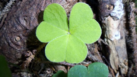 shamrock