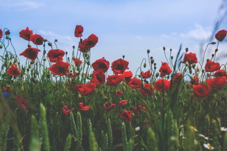 poppies