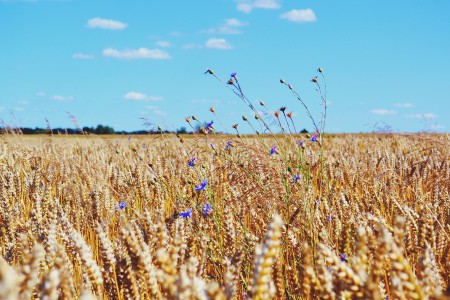 wheat