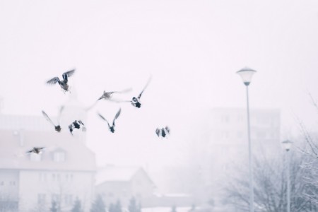 ducks